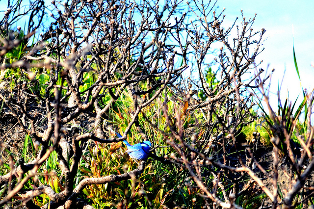 Little Blue Wren in plants affected with Dieback photograph by Sally (Lillepod)