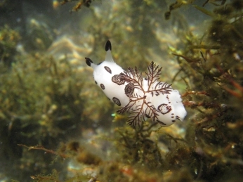 black and white sea slug