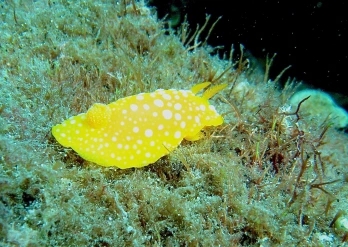 Yellow sea slug